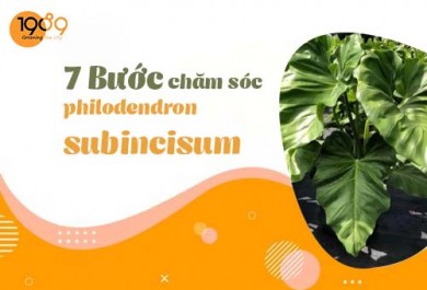 7 Bước chăm sóc cây trầu bà philodendron subincisum